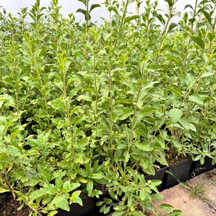 Jagoda Goji 'Korean Big' (Lycium barbarum) Doniczka 2.0L