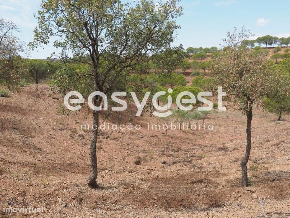 Terreno agrícola com pinheiros, oliveiras e sobreiros em Atalaias