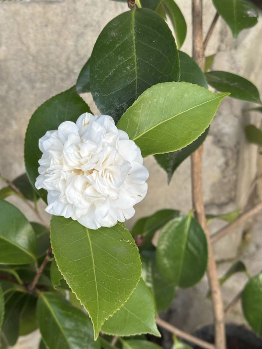 Camélias (Flor branca)