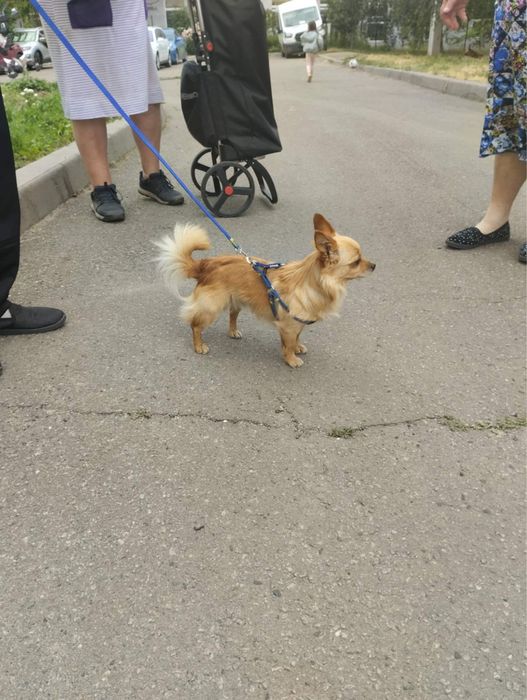 Собака ( мальчик)