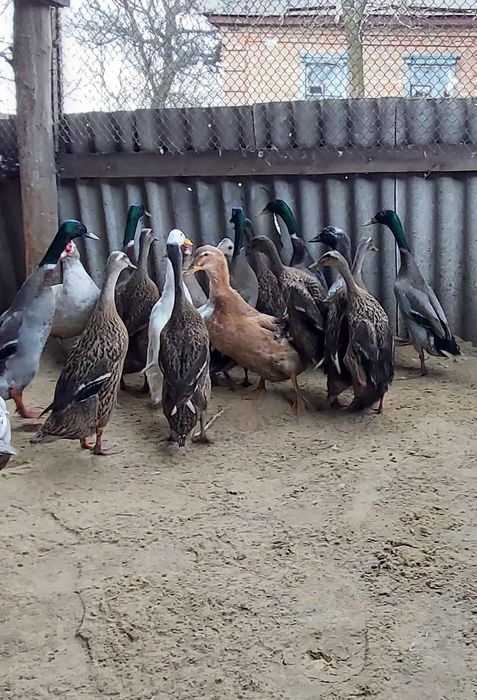 Продам Качки Бігунки