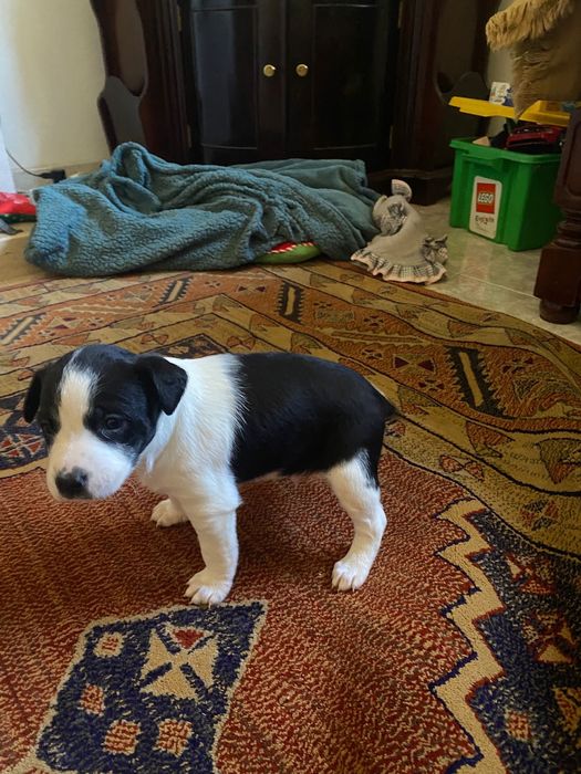 Cachorros machos para adoção