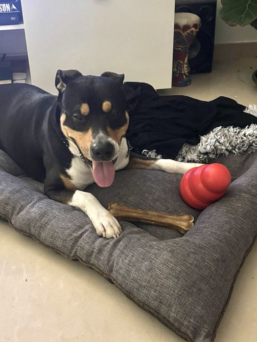 Cão Amstaff para adoçao responsável