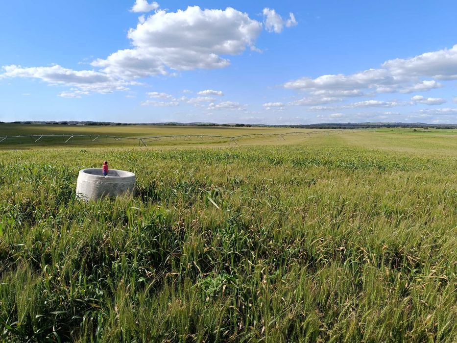 Feno trigo plastificado