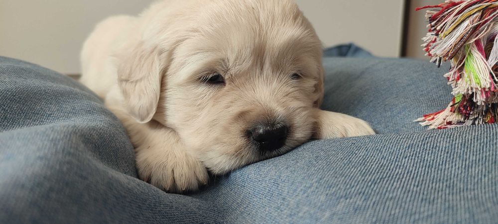 Golden retriever suczka szczenię rodzice HDA, ED0, badania genetyczne