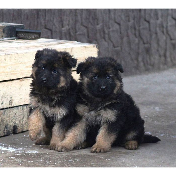 Щенки немецкой овчарки