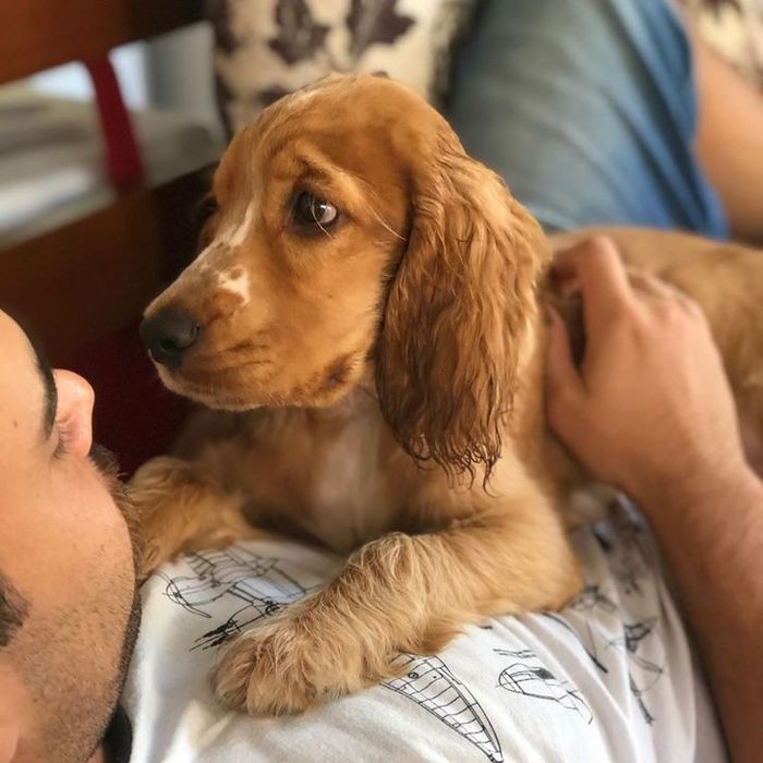 Англійський кокер-спаніель — дівчинка, що поєднує розум, красу та м’як