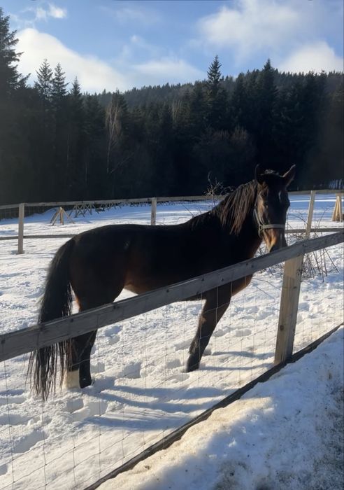 Gniada Klacz Śląska