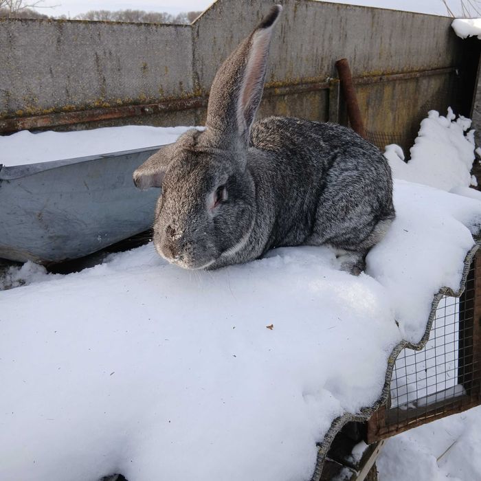 Продам кролика самця