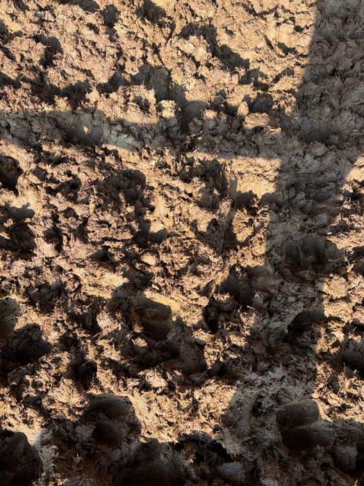 Obornik Bydlęcy                    .