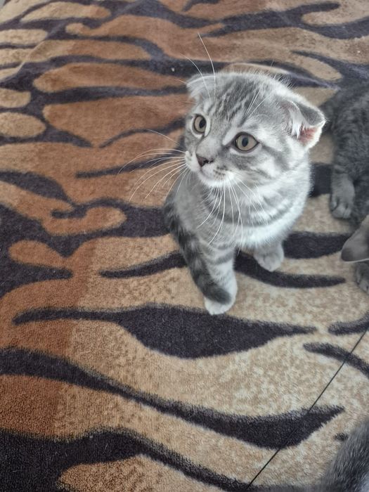 Gatinho Scotish Fold
