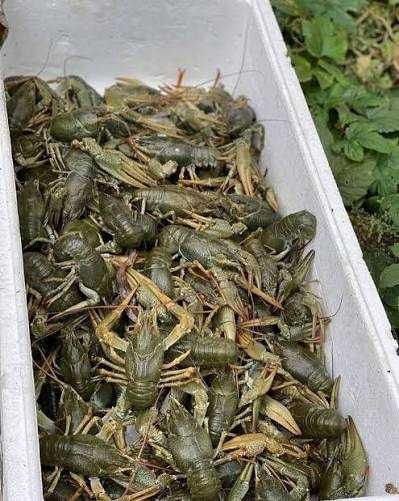 Живі раки купимо