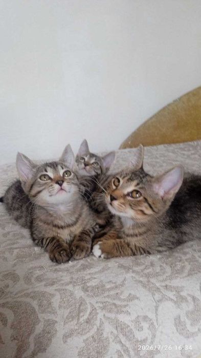 Воспитанные котята ищут дом