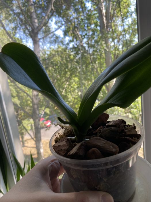 Орхідея ротердам