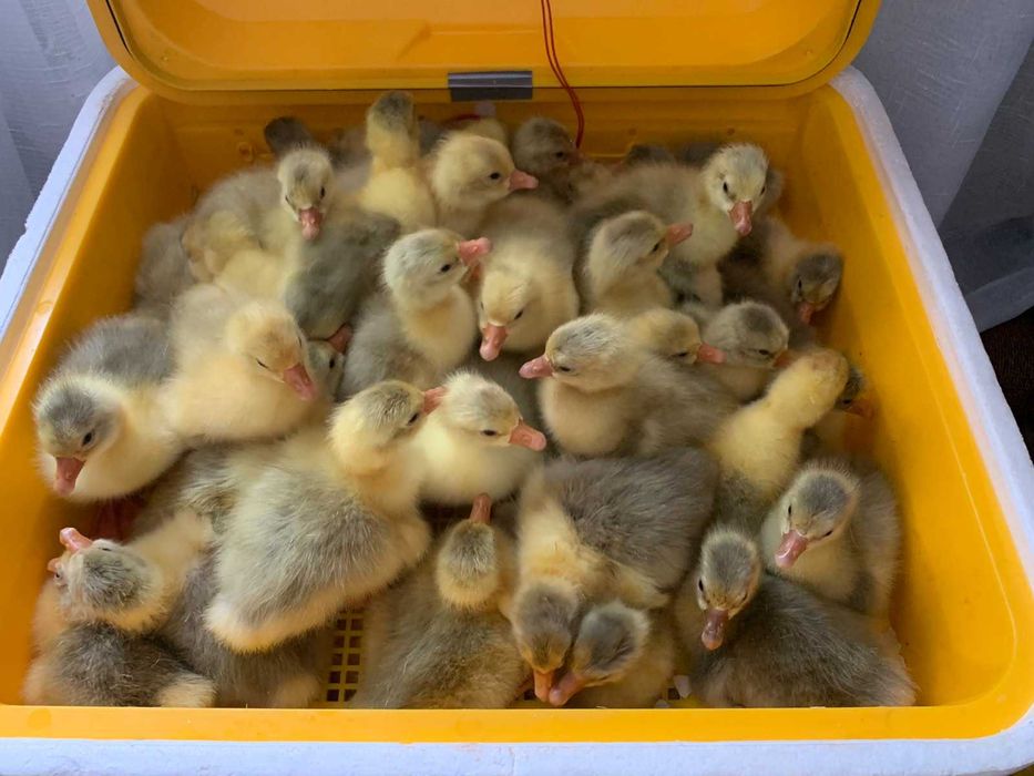 Інкубаційні яйця гусей Мамут