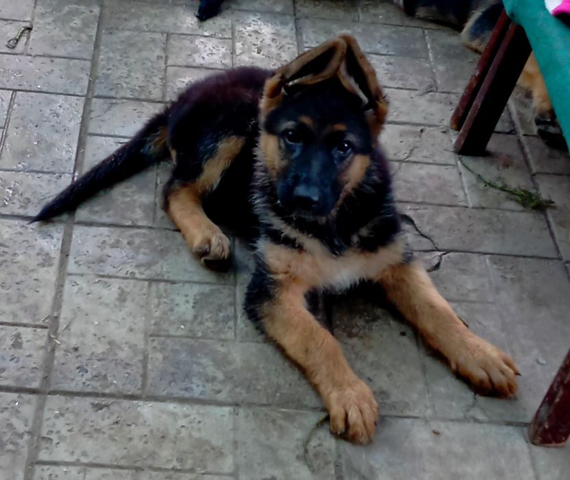 Шикарные немчики