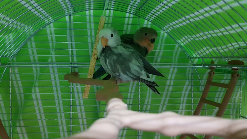 Agaponis 2 mês e pouco