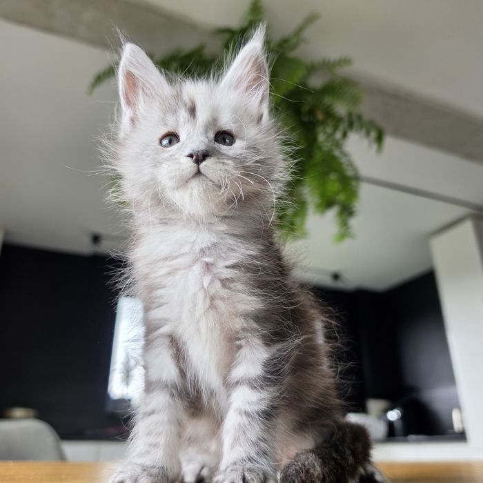 Kocurek Maine coon rodowód fpl hodowlany
