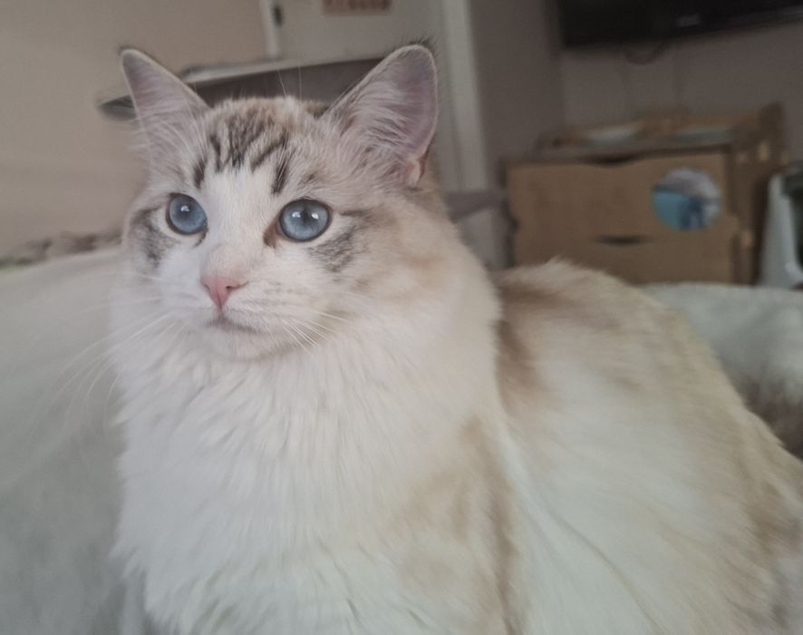 Śliczna kotka Ragdoll z rodowodem