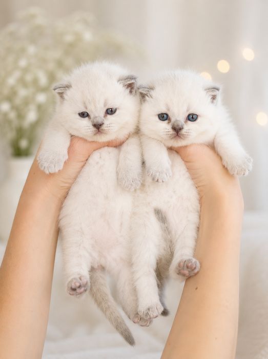 Шотландські кошенята