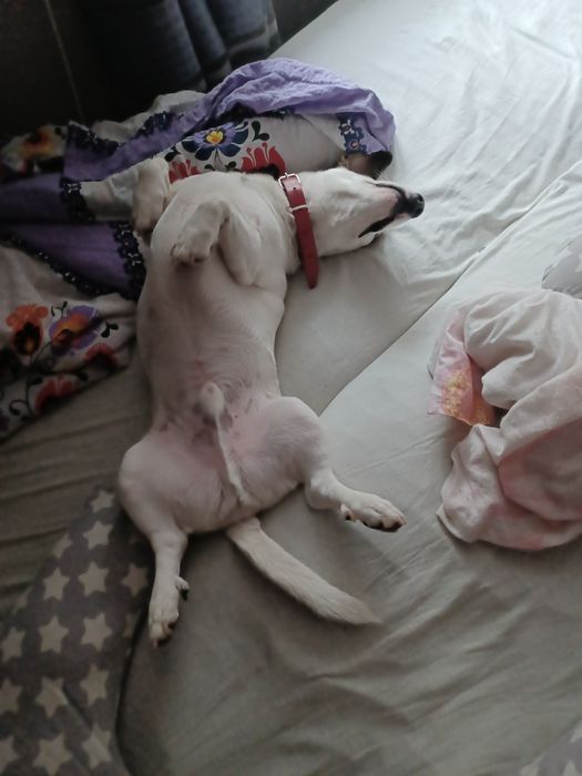 Oddam pieska w dobre ręce