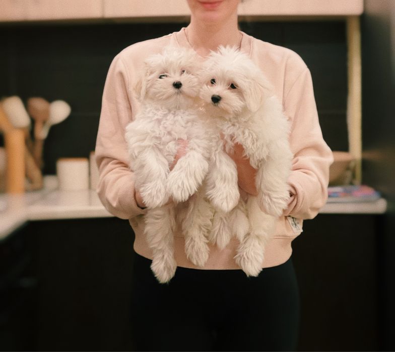 Цуценята мальтійської болонки