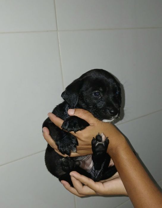 3 bebes de porte pequeno