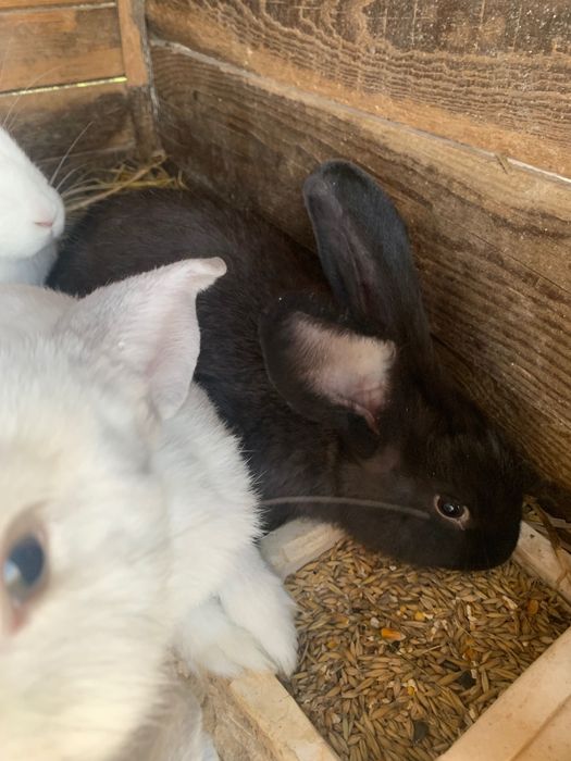 Królik hodowlany samica samiec duże