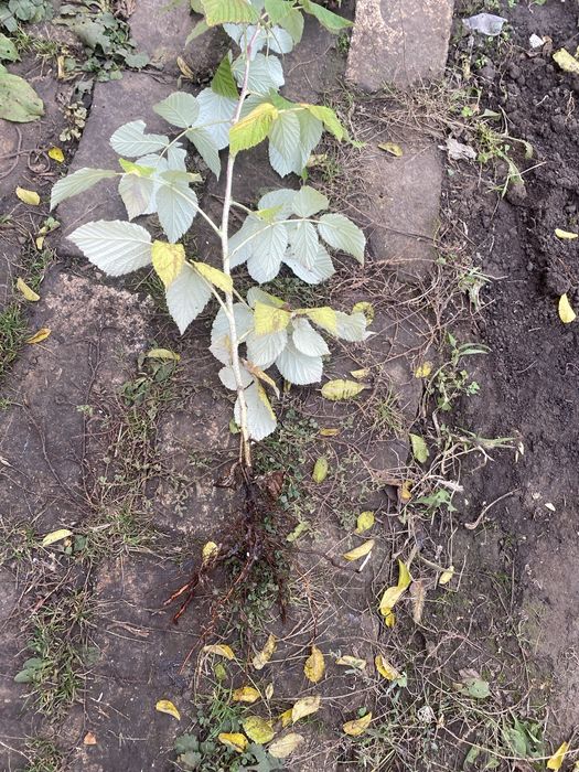 Саженцы малины .