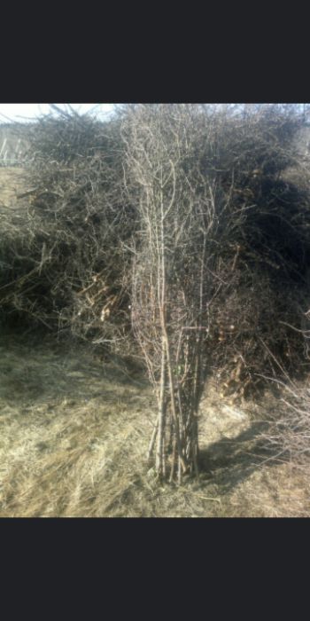 tarnina wiązki do tężni  solankowej od ręki