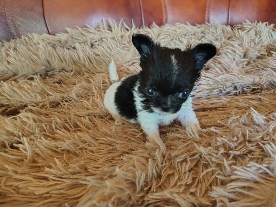 Chihuahua, sunia, mini suczka, maleńka sunia