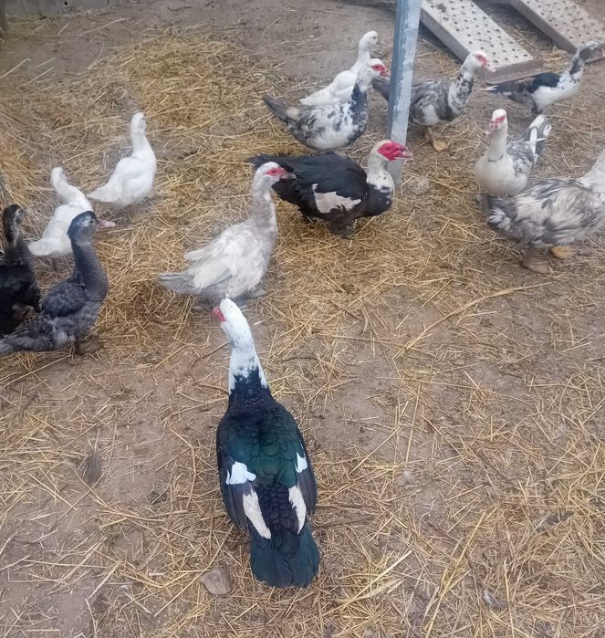 Patos mudos vários tamanhos