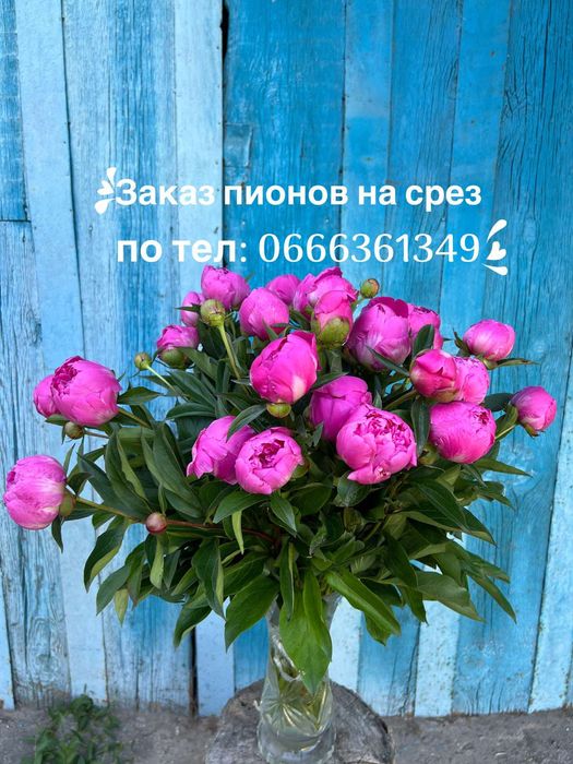 Пионы свежие на срез, пионы на срез, півонії домашні
