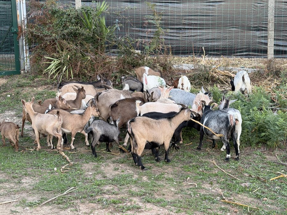 Cabras anas(machos e femeas)