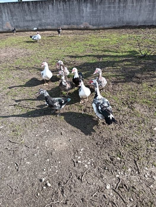 Patos; Galos;Galinhas; Frangos; Gansos ;