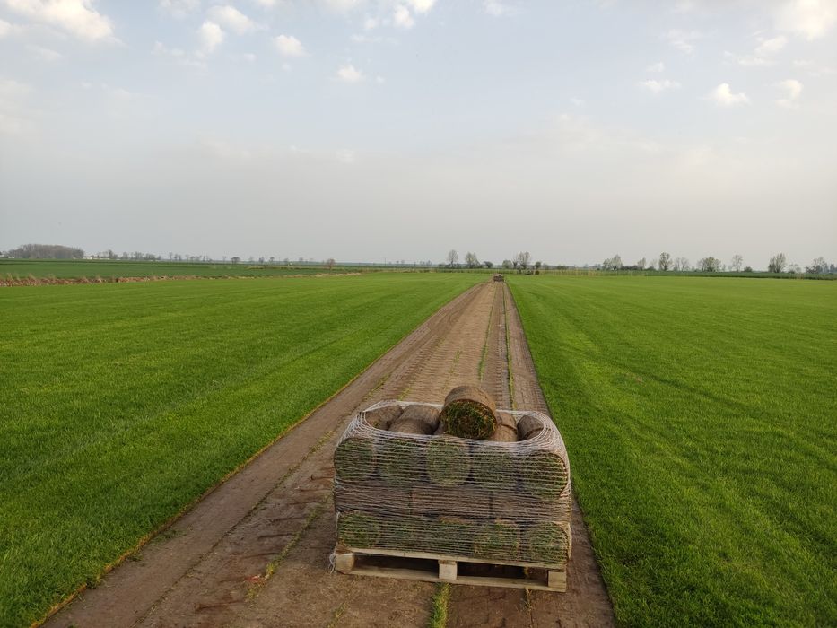 Trawa z rolki / transport / Trawa na SIATCE
