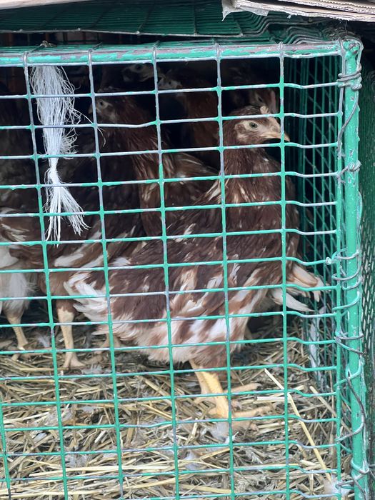 Курочки Домінант Легорн Ломан браун