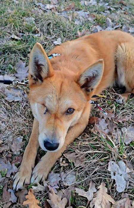 Песик в добрі ручки!