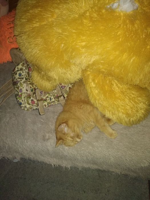 Отдам кота в добрые руки