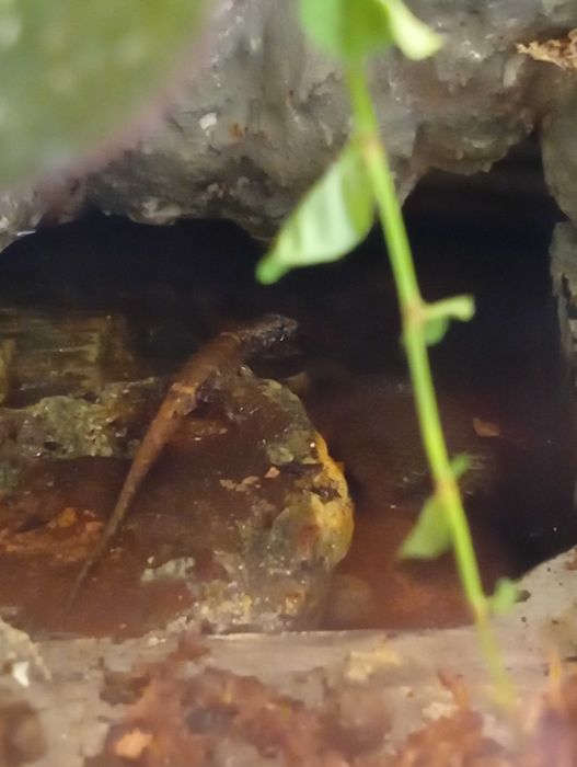 Tropidophorus microlepis Chiński scynk wodny + terrarium