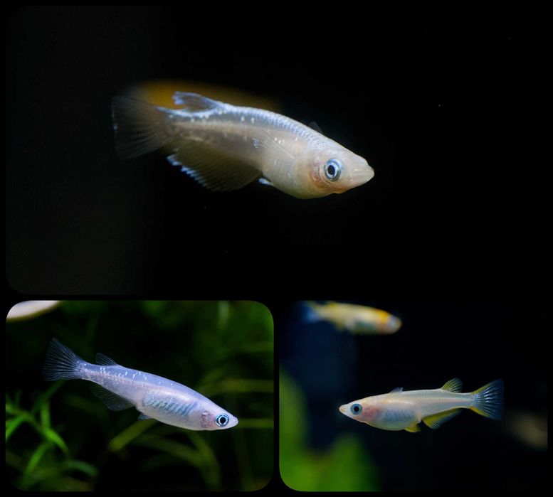 Ryżanka Oryzias latipes MEDAKA - RARYTAS!!! - AQUASZOP