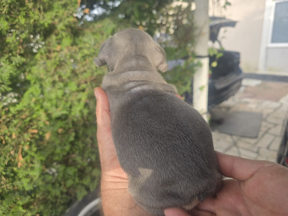 Buldogue Francês macho de cor rarro isabella lindo