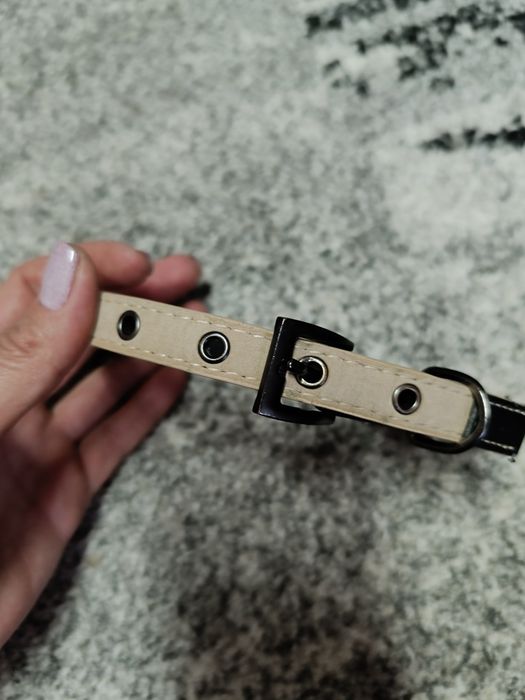 Речі  і амуніція для песика