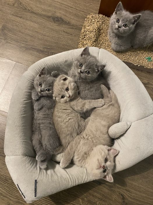 Продам гарненьких кошенят шотланської породи (скотіш)