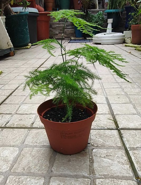 Planta aspargo samambaia/ asparagus setaceus
