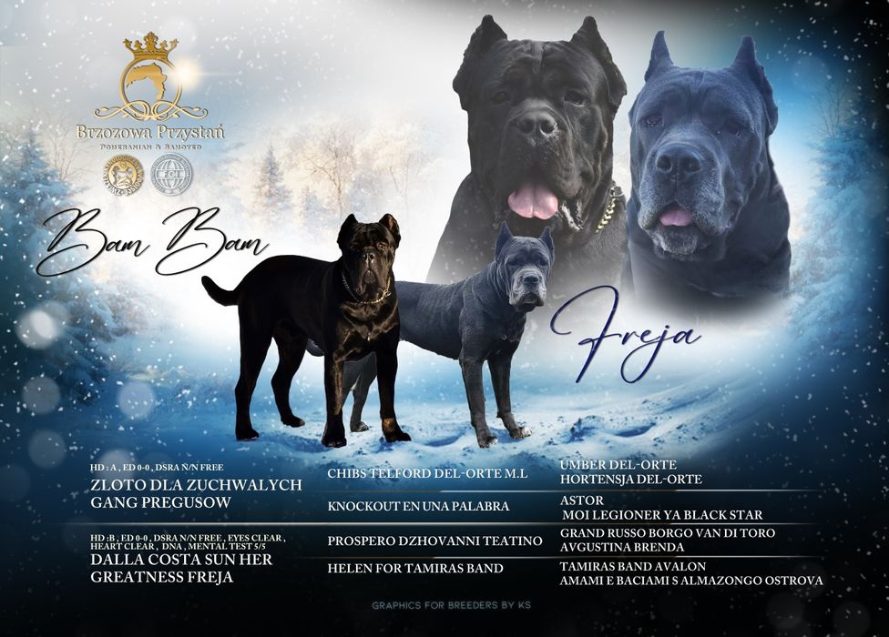 Cane Corso ZKwP FCI