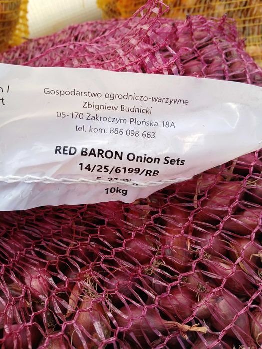 Cebula dymka -Wolska -Red Baron