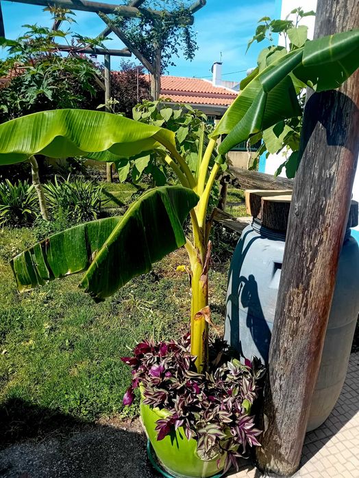 Bananeira em vaso grande de barro