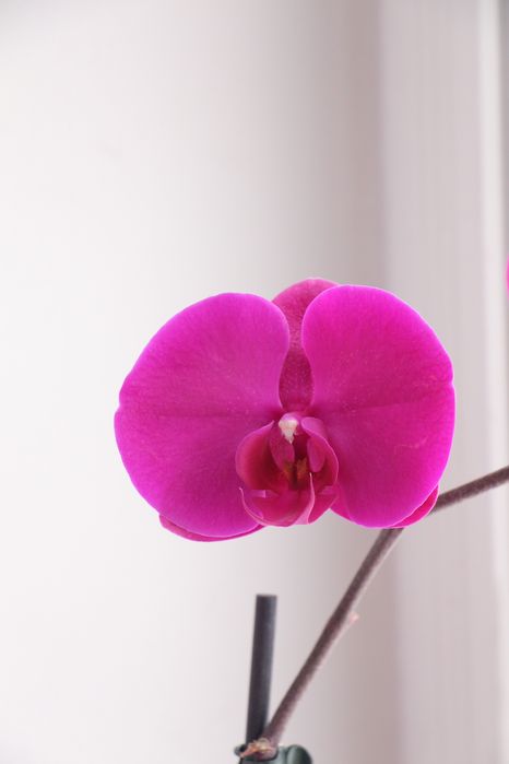 Орхідея фаленопсис класична малинова