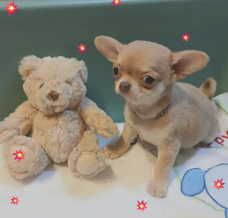 Изабелка ( девочка) 2,5 мес.